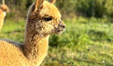 FeWo Pferdekoppel auf dem Ostsee-Ferienhof