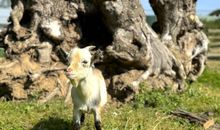 FeWo Pferdekoppel auf dem Ostsee-Ferienhof