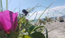 Ferienhaus Mohnblume auf dem Ostsee-Reiterhof, für bis zu 10. Pers.