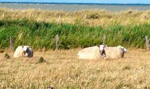 Fehmarn Brise (9173/II) - Fehmarn