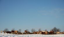 Kühe im Schnee