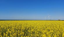 Ferienhäuschen Deichliebe auf Fehmarn