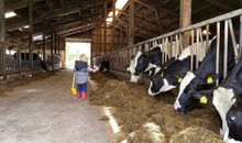 Ca 80 Rinder leben auf dem Hof und dürfen gerne mit Silage gefüttert werden.