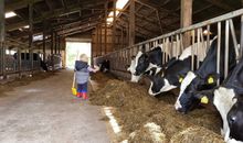 Ca. 80 Rinder leben auf dem Ferienhof Bendixen