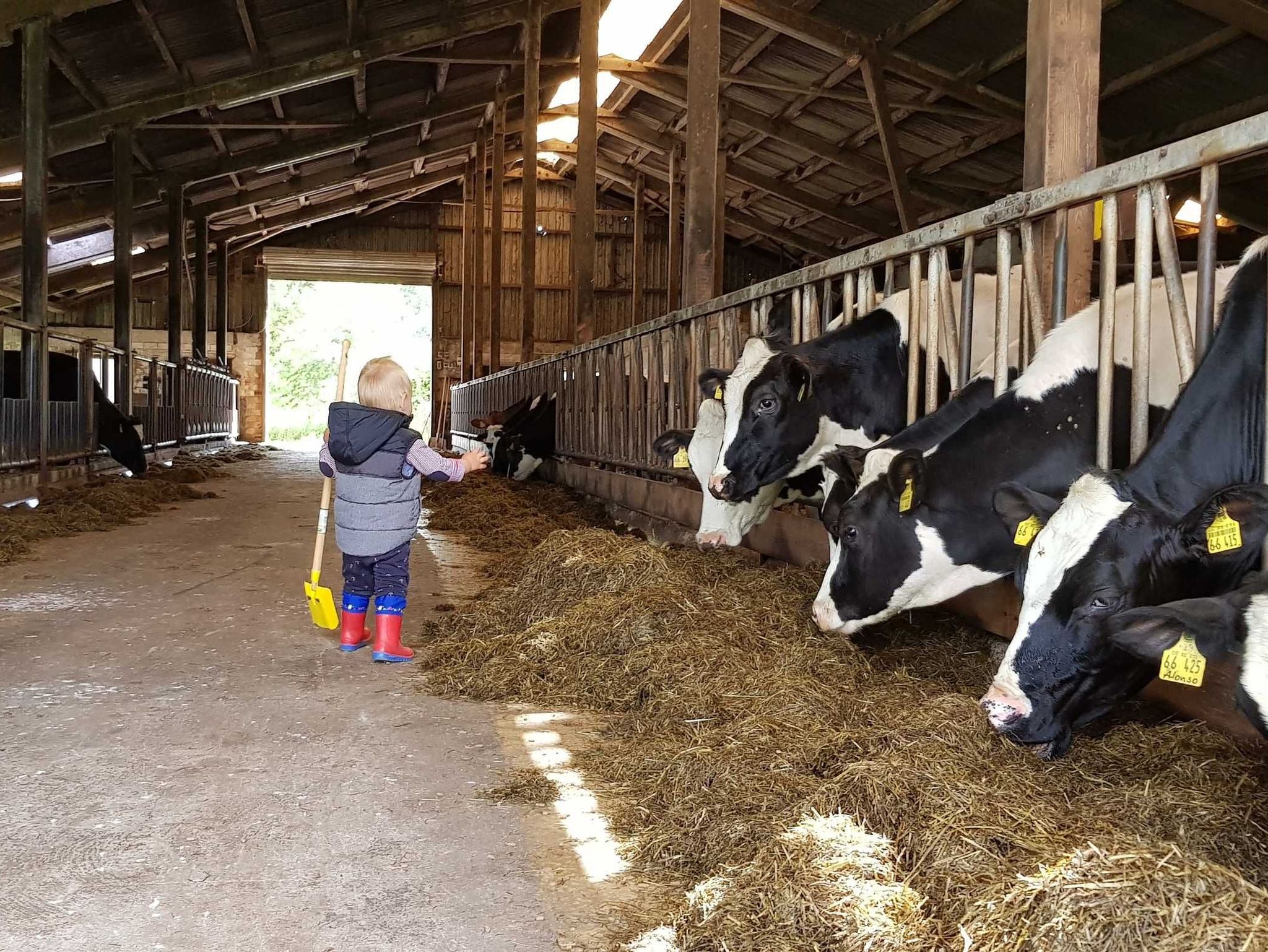 Ca. 80 Rinder leben auf dem Ferienhof Bendixen