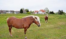 Ferienwohnungen Plogshagen/Hiddensee