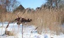 Barnstorf im Winter