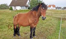 Ferienzimmer unterm Reetdach in Plogshagen/Hiddensee