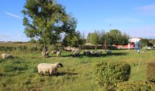 Schafe auf der gegenüberliegenden Wiese