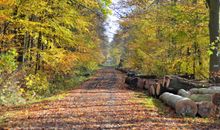 Im Winter-Wald in Kellenhusen