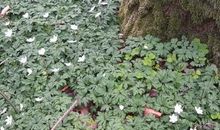 Frühling im Mecklenburger Wald - Waldanemonen