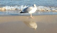 Möwe am Strand