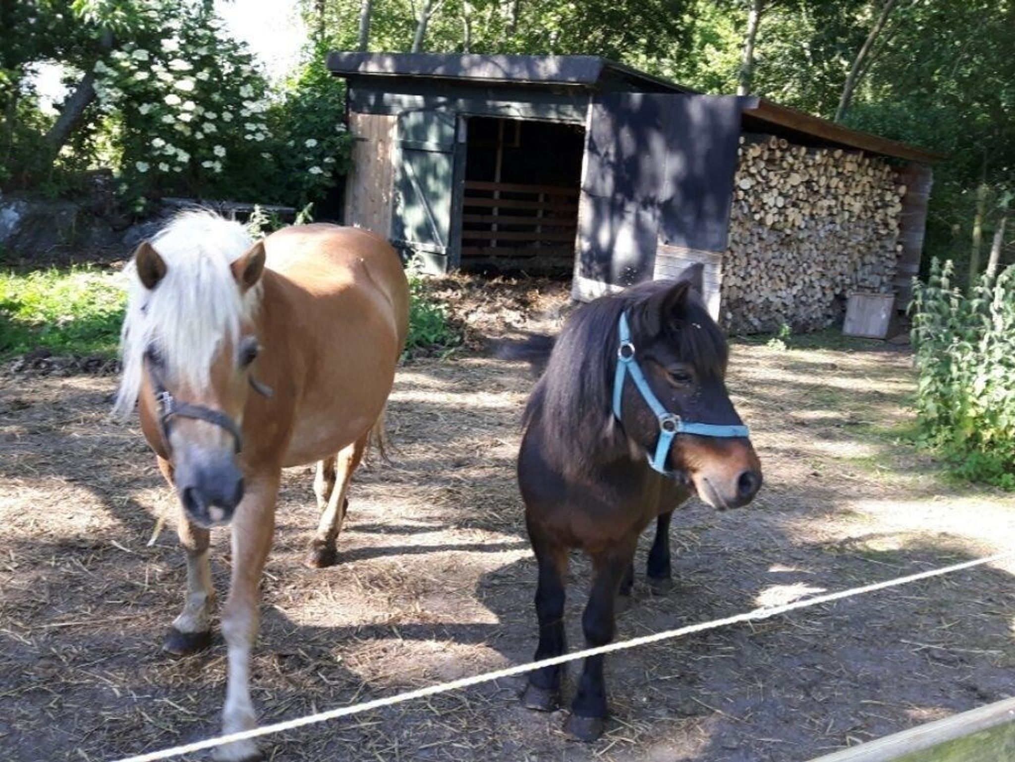 Ferienhaus für die Großfamilie oder Gruppenhaus auf dem Ferien- und Bauernhof Nielson in Inselmitte