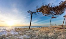 Weststrand Windflüchter