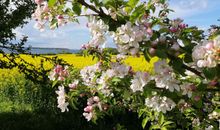 Kirsch- und Rapsblüte Rügen