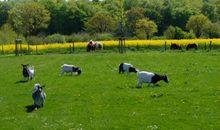 Tiere auf dem Ferienhof Sell