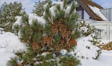 Schnee in den Gärten