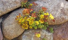 Sedum im Findlingswall