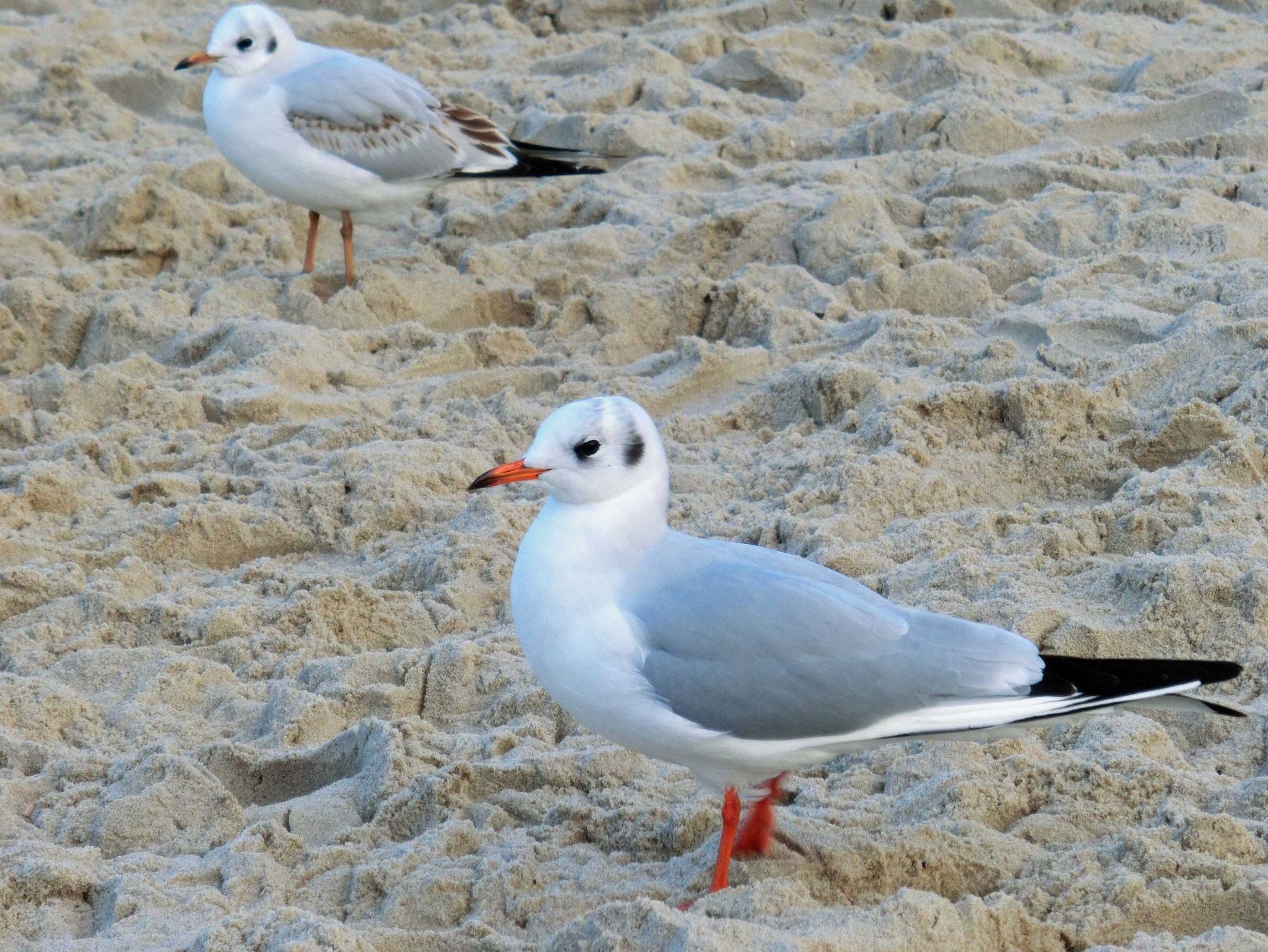 Ferienwohnung 19 in der Strandstraße