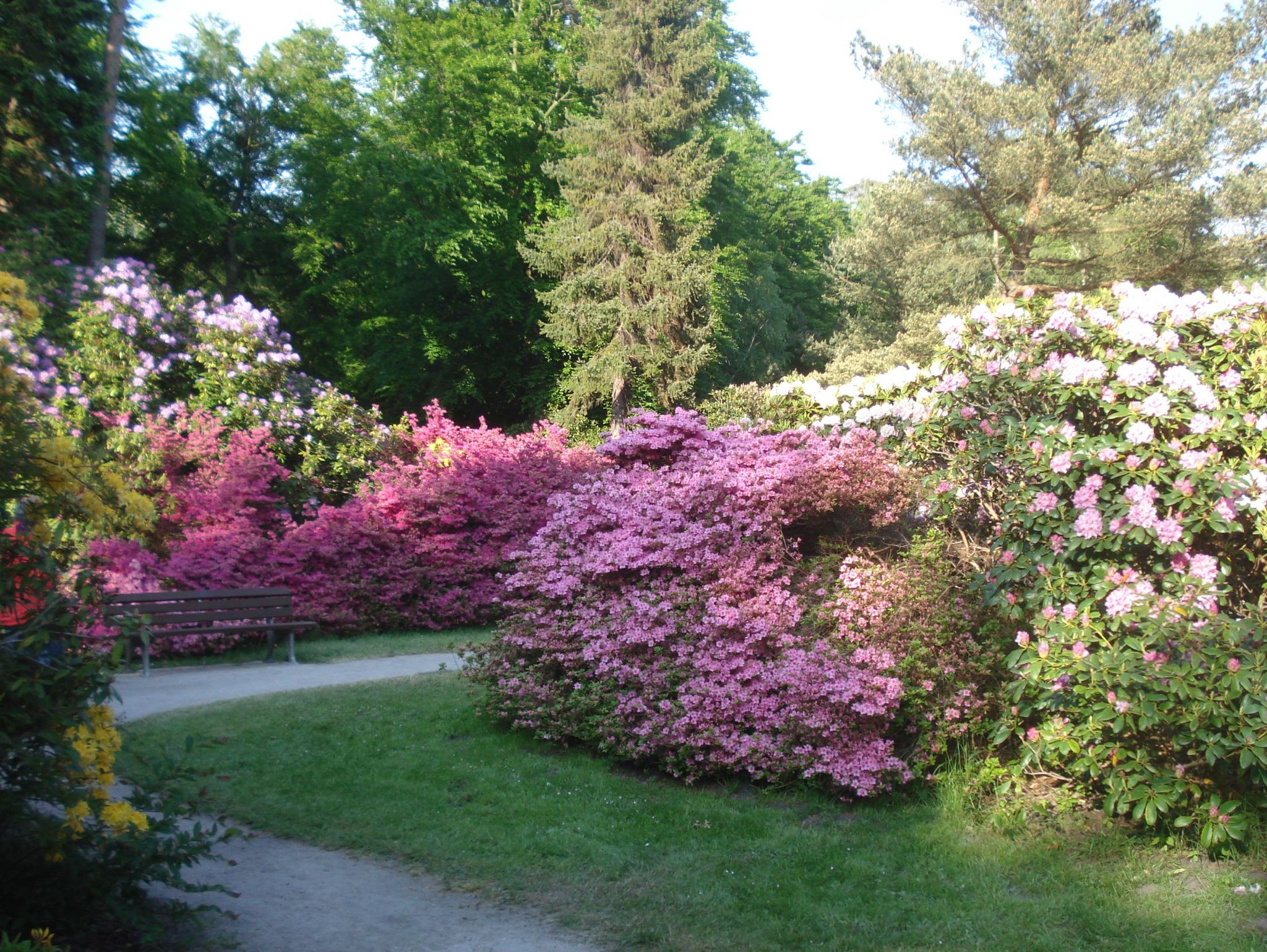 Rhododendronpark von Graal-Müritz