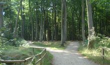 Waldweg in Graal-Müritz