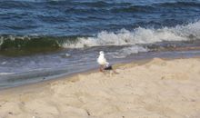 Ostseestrand - feiner Sand und sehr gute, geprüfte Wasserqualität