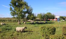 weidende Schafe auf der Wiese