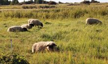 weidende Schafe auf der Wiese