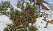 Schneebedeckte Vegetation