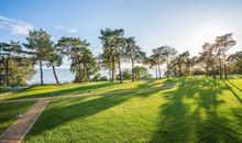 alte Eiche am Strand