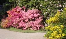 Rhododendronpark