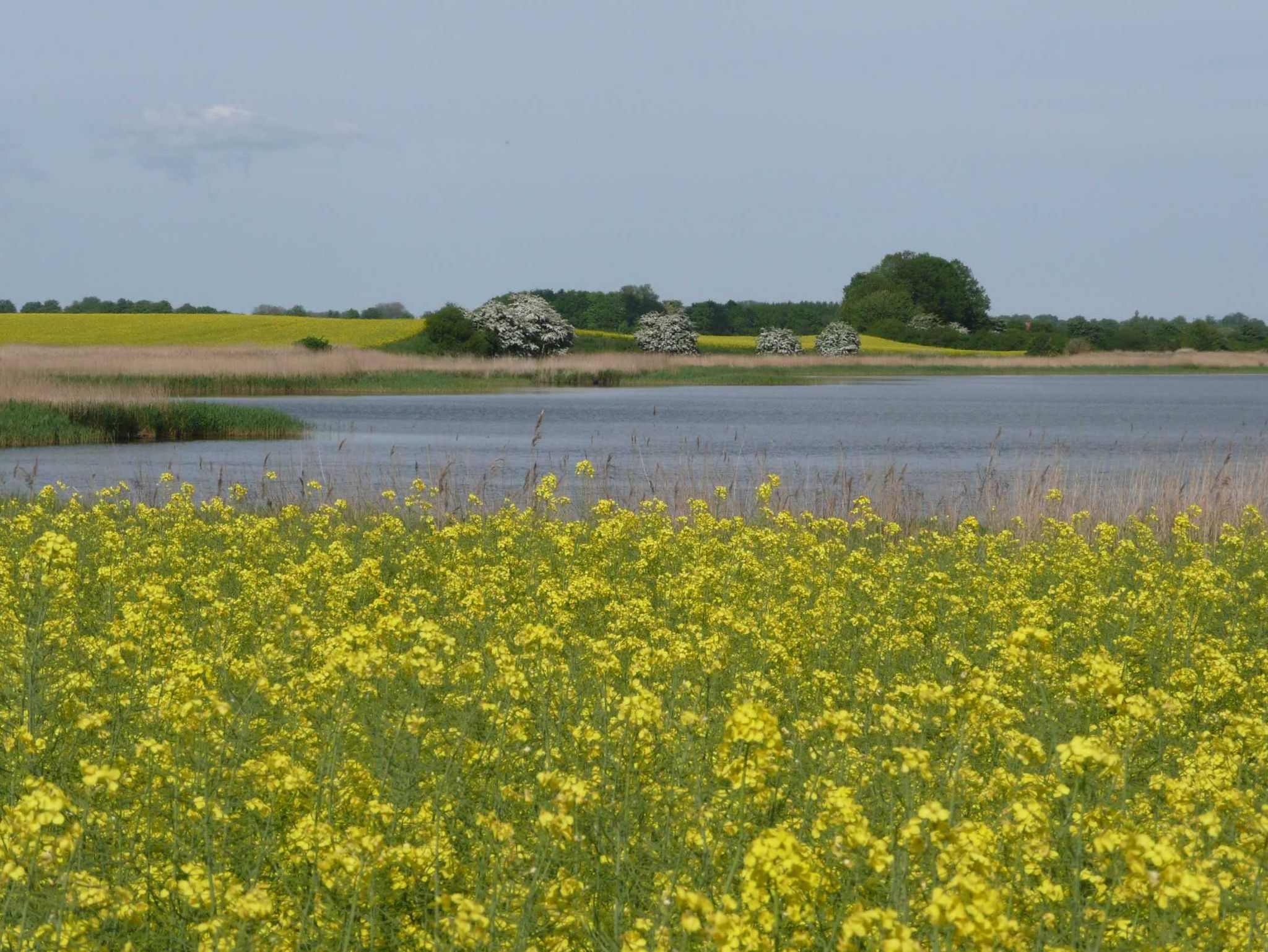 Saaler Bodden