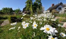 Terrasse mit Blick in den Garten