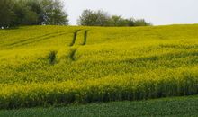 Rapsblüte im Mai - ein gelbes Blütenmeer soweit das Auge reicht