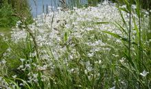 Neuendorf im Frühling