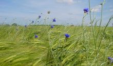 Kornfeld Rügen im Sommer