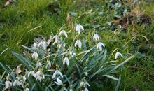 Frühling im Park Putbus