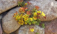 Sedum im Findlingswall