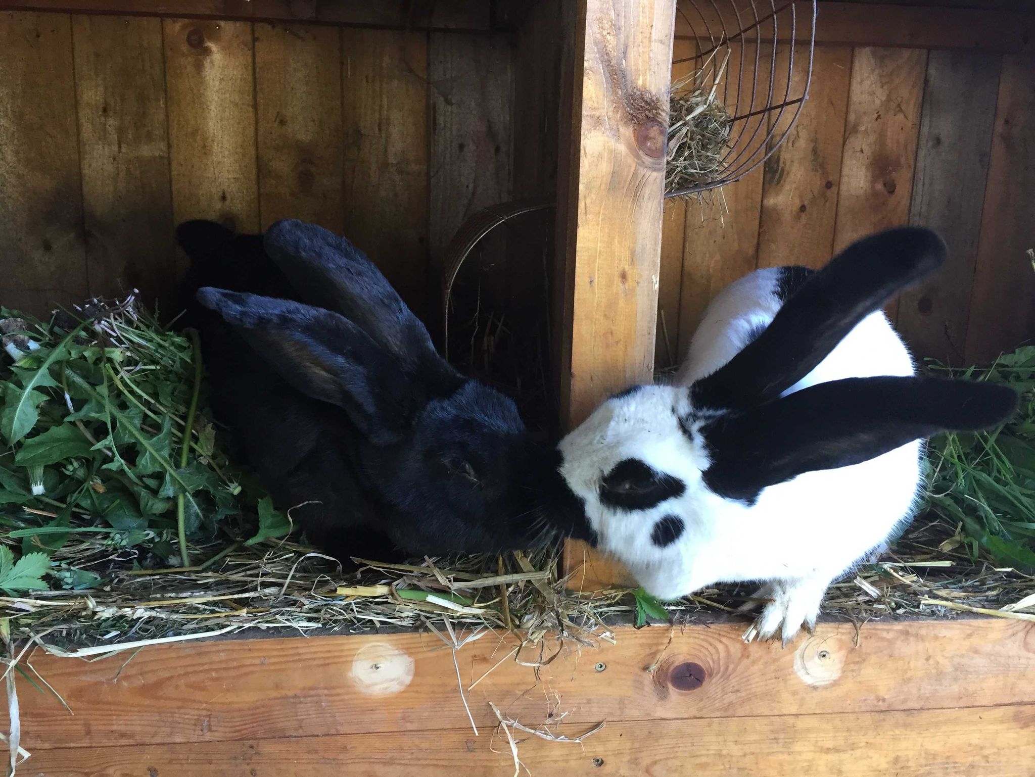 Zwei unserer Kaninchen