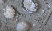 Fossilienfunde am Strand