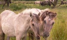 Die Wildpferde auf der Geltinger Birk