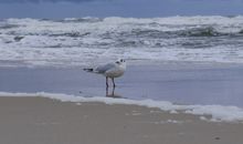 Herbst am Strand von Baabe