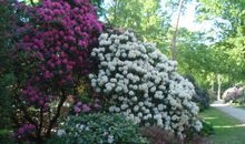 Ferienobjekt Graal-Müritz - Rhododendronpark