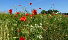 Landschaft Insel Ummanz