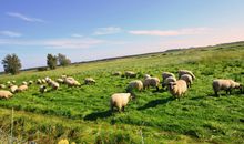 Ferienwohnung Sonnenkamp in Groß Zicker/Halbinsel Mönchgut