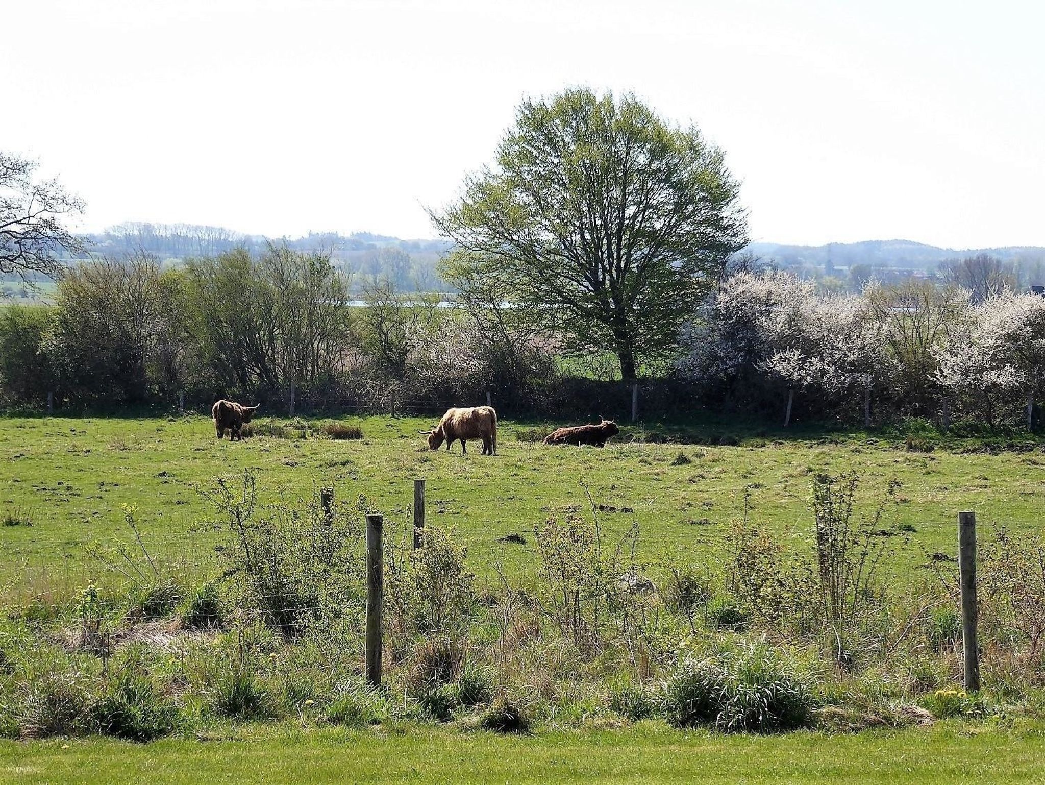 Seeschwalbe