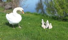 Landhaus am Teich - Saaler Bodden - Ferienhaus türkis